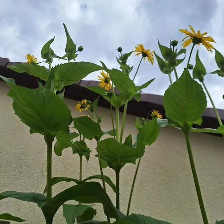 Grosse In Flecken Zechlin *
