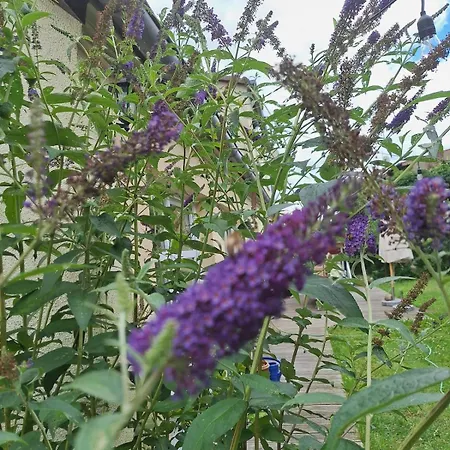 Appartement Grosse In Flecken Zechlin Rheinsberg