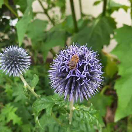 Grosse In Flecken Zechlin *