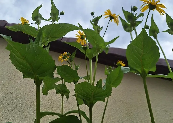 Grosse In Flecken Zechlin *