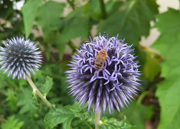 Grosse In Flecken Zechlin *